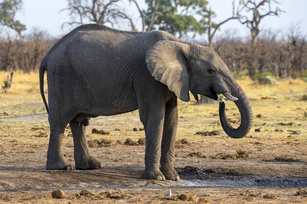 Afrikanischer Buschelefant (Loxodonta africana), junger Bulle, Savuti, Chobe National Park, Botswana, Afrika Copyright: imageBROKER/ErichxSchmidt ibxeri07200663