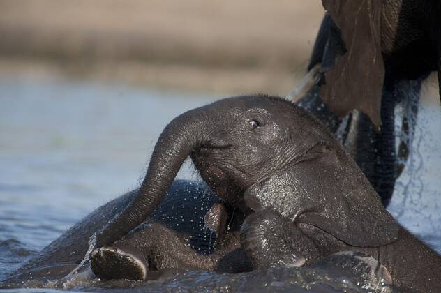 Afrikanischer Buschelefant (Loxodonta africana africana) Kalb, mit Erwachsenen im Fluss spielend, Chobe River, Chobe N. P. Botswana, Juni Copyright: imageBROKER/PhilipxPerry iblhoj05621649