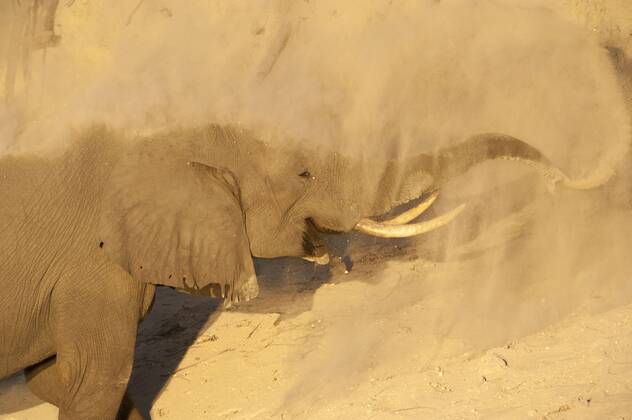 Afrikanischer Buschelefant (Loxodonta africana africana) erwachsen, Nahaufnahme des Kopfes, Staubbaden, Chobe River, Chobe N. P. Botswana, Juni Copyright: imageBROKER/PhilipxPerry iblhoj05621651
