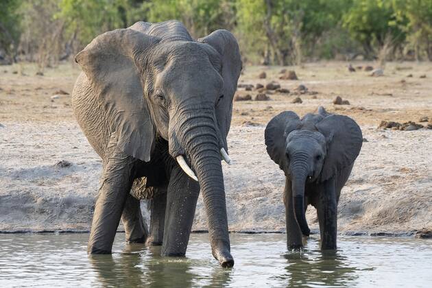 Afrikanischer Buschelefant (Loxodonta africana), Kuh und Kalb an der Wasserstelle, Savuti, Chobe National Park, Botswana, Afrika Copyright: imageBROKER/ErichxSchmidt ibxeri07208058