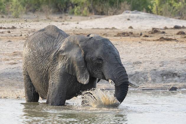 Afrikanischer Buschelefant (Loxodonta africana), Plantschen an der Wasserstelle, Savuti, Chobe National Park, Botswana, Afrika Copyright: imageBROKER/ErichxSchmidt ibxeri07208154