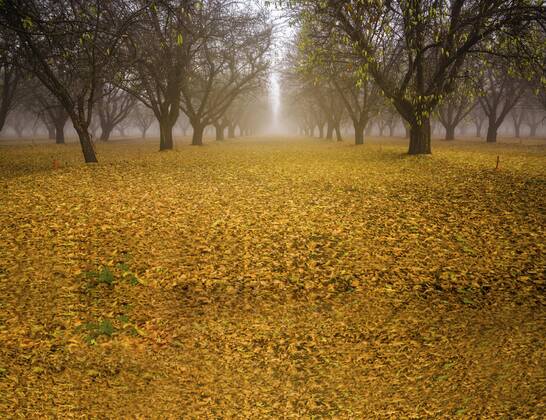 IMAGO Creative: Ende des Sommers  Wald im Herbst mit schönen gelben Blättern auf dem Boden, Herbstwaldlandschaft Copyright: imageBROKER/IsaixHernandez ibxiih07209021.jpg