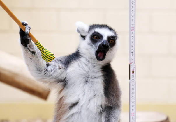 Bilder des Jahres 2022, Entertainment 01 Januar Entertainment Themen der Woche KW03 Entertainment Bilder des Tages Inventur im Thueringer Zoopark Erfurt 18.01.2022, Erfurt, Thueringer Zoopark, Inventur, Elefanten, Kattas und Nashoerner werden gezaehlt und vermessen im Bild: Katta wird mit Zollstock vermessen