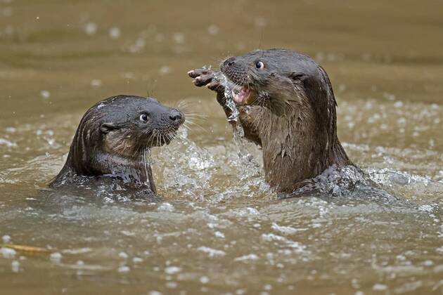 Creative Highlights World Zwei junge Europäischer Fischotter (Lutra lutra), spielen in einem Teich, captive Copyright: imageBROKER RonaldxWittek ibxron07239406.jpg