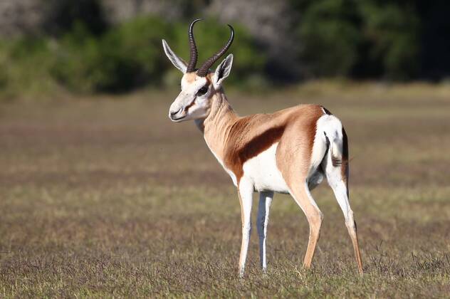 Male springbok antelope standing on the open grassland Copyright: xx 3091099