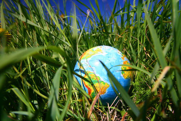 globe of planet earth in green grass Copyright: xx 3355287
