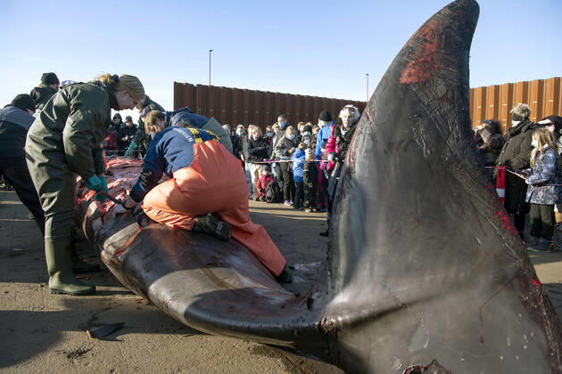 Bilder des Jahres 2022, News 01 Januar News Themen der Woche KW04 News Bilder des Tages Doed naebhval i Kolding Fjord dissekeres paa havnen i Kolding, fredag den 28. januar 2022. Der er tale om en saakaldt nordlig doegling, der hoerer til familien af naebhvaler. Biologer og andre fagfolk forsoeger at finde doedsaarsagen.. , Kolding Denmark