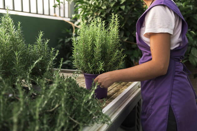 Midsection of female owner carrying potted plant in garden center Spain, Andalucia, model released, property released Copyright: xMaskotx , MA91542