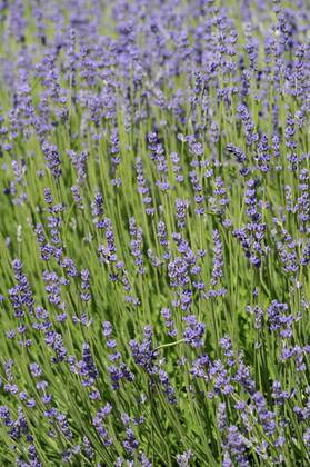 Lavendel, Schmalblaettriger Lavendel, Echter Lavendel (Lavandula angustifolia, Lavandula officinalis), bluehend English lavender (Lavandula angustifolia, Lavandula officinalis), blooming BLWS661605