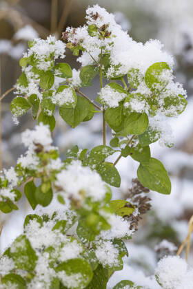 Gemeiner Dost, Scharfer Oreganum, Wilder Majoran, Oregano, Echter Dost, Wilder Dost (Origanum vulgare), mit Schnee bedeckt, Deutschland wild origanum, wild marjoram (Origanum vulgare), covered with snow, Germany BLWS662061