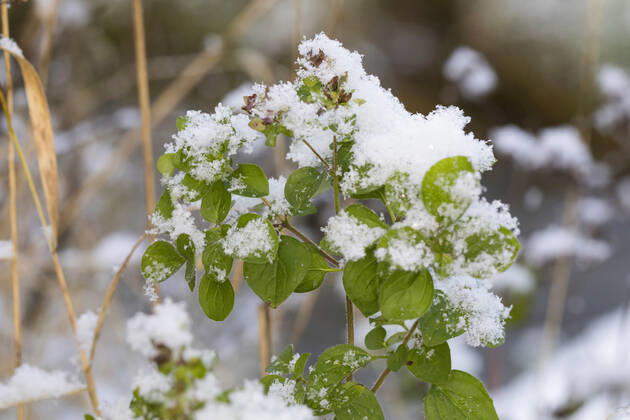 Gemeiner Dost, Scharfer Oreganum, Wilder Majoran, Oregano, Echter Dost, Wilder Dost (Origanum vulgare), mit Schnee bedeckt, Deutschland wild origanum, wild marjoram (Origanum vulgare), covered with snow, Germany BLWS662062