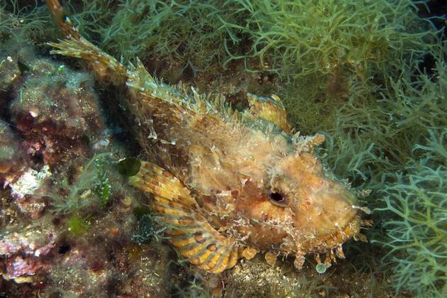 Großer roter Drachenkopf (Scorpaena scrofa), Meersau, Elba, Toskana, Europa, Mittelmeer, Italien, Europa Copyright: imageBROKER/F.xSchneider iblscf05176679