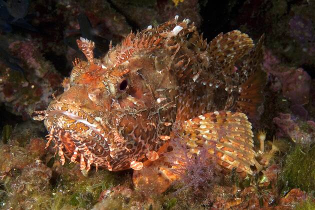 Großer roter Drachenkopf (Scorpaena scrofa), Meersau, Elba, Toskana, Europa, Mittelmeer, Italien, Europa Copyright: imageBROKER/F.xSchneider iblscf05176680