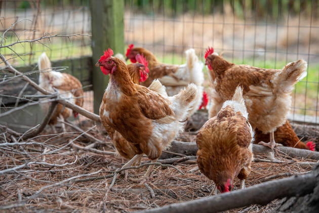 chickens in a chicken run Cambridge Maryland USA Copyright: xEdwinxRemsbergx ere_remsberg_21080326616