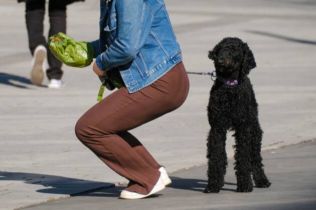 Düsseldorf 11.03.2022 Hund Hunde Gassi gehen gassigehen Spaziergänger spazieren Spaziergang Hundekot Hundekotbeutel Kotbeutel Pudel Düsseldorf Nordrhein-Westfalen Deutschland