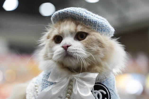 Bilder des Jahres 2022, Entertainment 03 März Entertainment Themen der Woche KW12 Entertainment Bilder des Tages Thailand International Pet Variety Exhibition 2022 A cat wearing a tiny hat at the Thailand International Pet Variety Exhibition 2022 in Bangkok, Thailand, 26 March 2022. Bangkok Bangkok Thailand  Copyright: xAnusakxLaowilasx originalFilename: laowilas-notitle220326_npBoA.jpg
