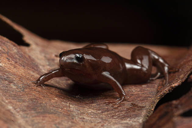 Bilder des Jahres 2022, News 03 März News Themen der Woche KW13 News Bilder des Tages A bizarre new species of frog with a tapir-like nose for burrowing underground has been discovered in the Amazon rainforest thanks to its beeping calls. The new species, found at the lower Putumayo basin in Loreto, Peru, has a long, curved-down snout, much like the tapir, the herbivorous Amazonian mammal. Christened Synapturanus danta, it has dark brownish-red Chocolate-like skin, a blobby body and measures just 0.7 of an inch (1.79cm). It also has a chest and belly that s creamy yellow, with brown speckles toward the flanks , researchers report. Its body shape and general appearance, ideal for BILDER DES TAGES , seems to suggest it s adapted to the soft soil of the Amazonian peatlands. Researchers were only able to find it by trackin Copyright: xx 51359489 EDITORIAL USE ONLY. NOT FOR USE BY NEWSPAPERS BASED IN THE UK.