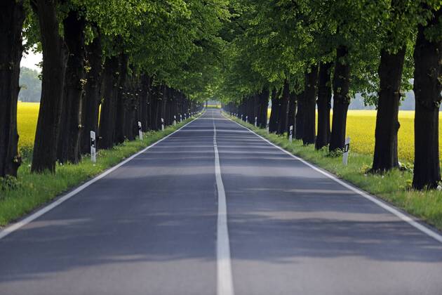 IMAGO Creative: Gesellschaft, Mobilität auf dem Land Linde (Tilia spec.), Lindenallee durch bluehende Rapsfelder, Deutschland, Brandenburg basswood, linden, lime tree (Tilia spec.), linden avenue through blooming rapeseed fields, Germany, Brandenburg BLWS665477
