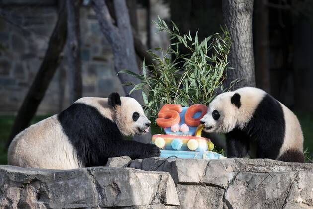 Bilder des Jahres 2022, Entertainment 04 April Entertainment Themen der Woche KW15 Entertainment Bilder des Tages (220417) -- WASHINGTON, D.C., April 17, 2022 -- Giant panda cub Xiao Qi Ji (R) and its mother Mei Xiang enjoy an ice cake at Smithsonian s National Zoo in Washington, D.C., the United States, April 16, 2022. Various events were held to mark the 50th anniversary of the giant panda program of the Smithsonian s National Zoo and Conservation Biology Institute on Saturday. In 1972, then-Chinese Premier Zhou Enlai gifted two giant pandas to the United States as a gesture of goodwill following then-U.S. President Richard Nixon s groundbreaking visit. Then-Zoo Director Theodore Reed personally escorted the bears from China, and they arrived in Washington, D.C., on April 16, 1972. ) U.S.-WASHINGTON D.C.-ZOO-GIANT PANDA-50TH ANNIVERSARY-CELEBR