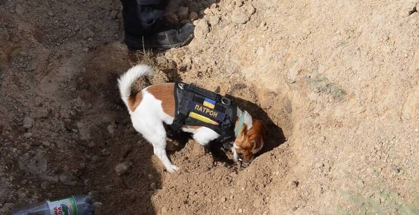 VIDEO AVAILABLE: CONTACT INFO@COVERMG.COM This video shows Ukraine?s heroic hound, Patron, back in action with Chernihiv?s bomb and mine disposal squad, shortly after a visit to a children?s hospital in Kyiv. On Saturday (30April2022), Patron?s pyrotechnician team from the State Emergency Service destroyed 262 explosive devices. The canine bomb disposal expert has become something of an internet star and mascot to Ukrainian pyrotechnicians and is rewarded for his work with his favourite food - cheese. Where: Chernihiv, Ukraine When: 01 May 2022 Credit: State Emergency Service of Ukraine Cover Images **EDITORIAL USE ONLY. MATERIALS ONLY TO BE USED IN CONJUNCTION WITH EDITORIAL STORY. THE USE OF THESE MATERIALS FOR ADVERTISING, M Copyright: xx 51484827 EDITORIAL USE ONLY. NOT FOR USE BY NEWSPAPERS BASED IN THE UK.
