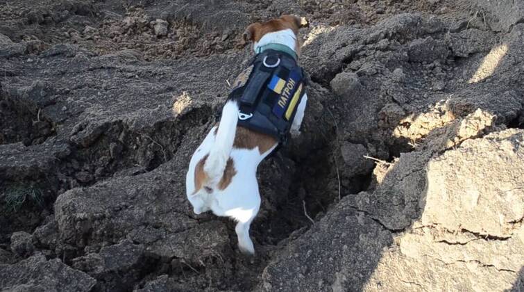 VIDEO AVAILABLE: CONTACT INFO@COVERMG.COM This video shows Ukraine?s heroic hound, Patron, back in action with Chernihiv?s bomb and mine disposal squad, shortly after a visit to a children?s hospital in Kyiv. On Saturday (30April2022), Patron?s pyrotechnician team from the State Emergency Service destroyed 262 explosive devices. The canine bomb disposal expert has become something of an internet star and mascot to Ukrainian pyrotechnicians and is rewarded for his work with his favourite food - cheese. Where: Chernihiv, Ukraine When: 01 May 2022 Credit: State Emergency Service of Ukraine Cover Images **EDITORIAL USE ONLY. MATERIALS ONLY TO BE USED IN CONJUNCTION WITH EDITORIAL STORY. THE USE OF THESE MATERIALS FOR ADVERTISING, M Copyright: xx 51484828 EDITORIAL USE ONLY. NOT FOR USE BY NEWSPAPERS BASED IN THE UK.