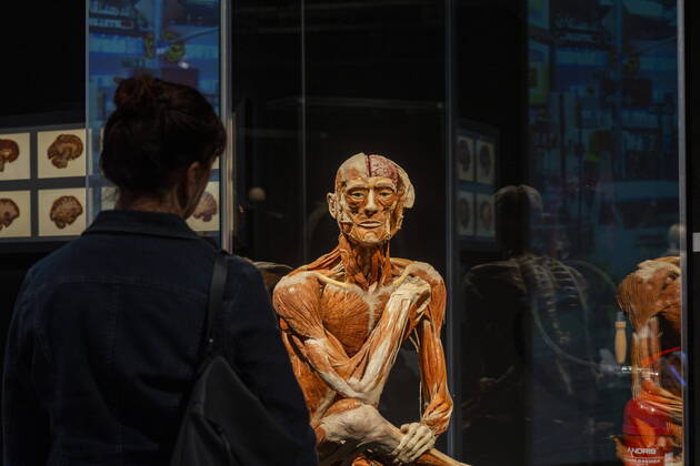 Bilder des Jahres 2022, Entertainment 05 Mai Entertainment Themen der Woche KW18 Entertainment Bilder des Tages News Bilder des Tages Ausstellung Mehr als 50 Millionen Menschen rund um den Globus hat die Ausstellung schon begeistert. Nun kommt sie nach acht Jahren mit einer Deutschlandpremiere in die sächsische Landeshauptstadt zurück. Vom 6. Mai bis 4. September präsentieren Plastinator Dr. Gunther von Hagens und Kuratorin Dr. Angelina Whalley ihre neueste Ausstellung in der ZEITENSTRÖMUNG in Dresden: KÖRPERWELTEN Am Puls der Zeit. Die aktuelle Schau ermöglicht einen umfassenden Einblick in die Anatomie und Physiologie des menschlichen Körpers, erläutert leicht verständlich Körper- und Organfunktionen sowie häufige zivilisationsbedingte Erkrankungen und ihre Entstehung. Sie zeigt den menschlichen Körper in vielen Facetten, seine Verwundbarkeit