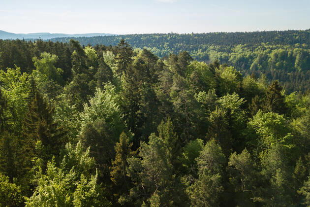 Die Sonne scheint über einem Waldstück bei Rottweil. Rottweil Baden-Württemberg Deutschland