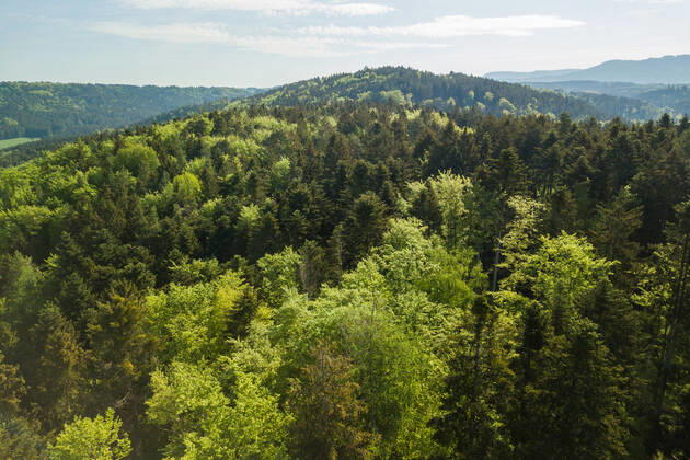 Die Sonne scheint über einem Waldstück bei Rottweil. Rottweil Baden-Württemberg Deutschland