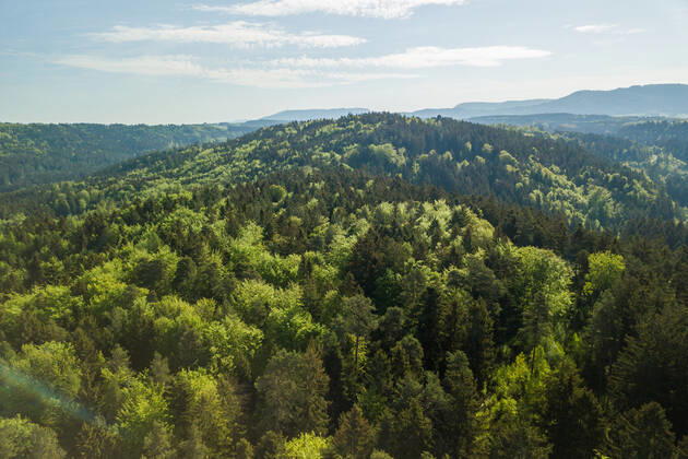 Die Sonne scheint über einem Waldstück bei Rottweil. Rottweil Baden-Württemberg Deutschland