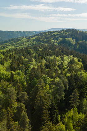 Die Sonne scheint über einem Waldstück bei Rottweil. Rottweil Baden-Württemberg Deutschland
