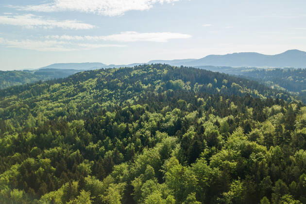 Die Sonne scheint über einem Waldstück bei Rottweil. Rottweil Baden-Württemberg Deutschland