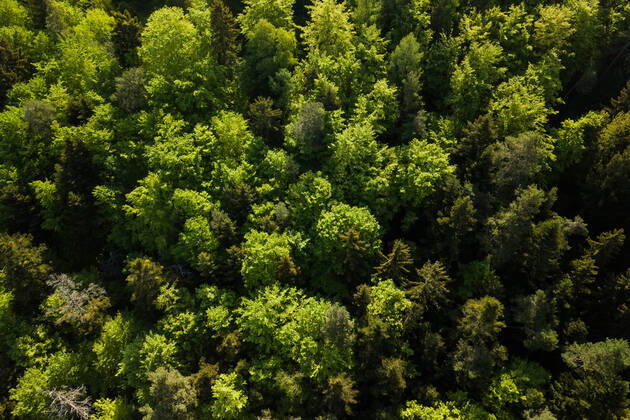 Die Sonne scheint über einem Waldstück bei Rottweil. Rottweil Baden-Württemberg Deutschland