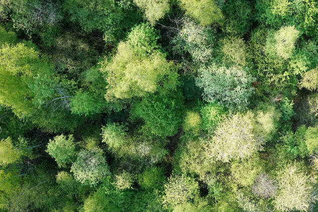 Luftaufnahme. Ein wunderbarer Fruehlingstag im Siegerland. Der Wald zeigt sich bei Siegen in sattem gruen. Die Baumkronen ragen in den Himmel. Fruehling im Siegerland am 02.05.2022 in Siegen Deutschland.