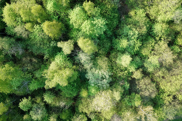 Luftaufnahme. Ein wunderbarer Fruehlingstag im Siegerland. Der Wald zeigt sich bei Siegen in sattem gruen. Die Baumkronen ragen in den Himmel. Fruehling im Siegerland am 02.05.2022 in Siegen Deutschland.