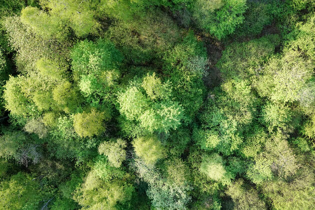 Luftaufnahme. Ein wunderbarer Fruehlingstag im Siegerland. Der Wald zeigt sich bei Siegen in sattem gruen. Die Baumkronen ragen in den Himmel. Fruehling im Siegerland am 02.05.2022 in Siegen Deutschland.