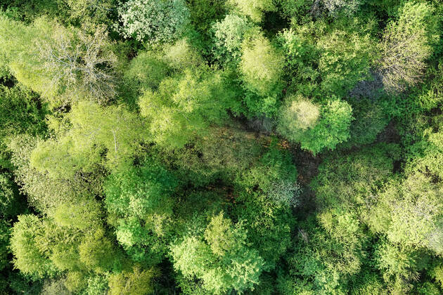 Luftaufnahme. Ein wunderbarer Fruehlingstag im Siegerland. Der Wald zeigt sich bei Siegen in sattem gruen. Die Baumkronen ragen in den Himmel. Fruehling im Siegerland am 02.05.2022 in Siegen Deutschland.