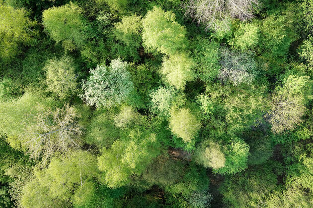 Luftaufnahme. Ein wunderbarer Fruehlingstag im Siegerland. Der Wald zeigt sich bei Siegen in sattem gruen. Die Baumkronen ragen in den Himmel. Fruehling im Siegerland am 02.05.2022 in Siegen Deutschland.