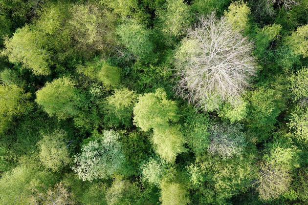 Luftaufnahme. Ein wunderbarer Fruehlingstag im Siegerland. Der Wald zeigt sich bei Siegen in sattem gruen. Ein Baum zeigt sicht ohne Blaetter. Die Baumkronen ragen in den Himmel. Fruehling im Siegerland am 02.05.2022 in Siegen Deutschland.