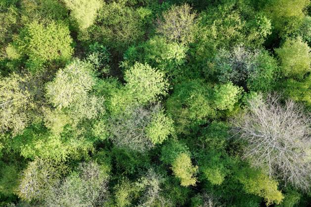 Luftaufnahme. Ein wunderbarer Fruehlingstag im Siegerland. Der Wald zeigt sich bei Siegen in sattem gruen. Ein Baum zeigt sicht ohne Blaetter. Die Baumkronen ragen in den Himmel. Fruehling im Siegerland am 02.05.2022 in Siegen Deutschland.