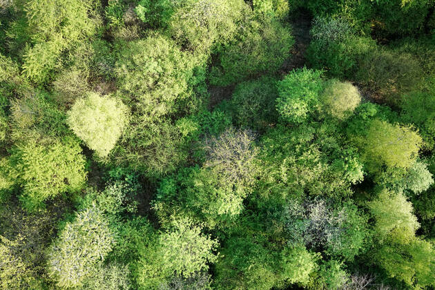 Luftaufnahme. Ein wunderbarer Fruehlingstag im Siegerland. Der Wald zeigt sich bei Siegen in sattem gruen. Die Baumkronen ragen in den Himmel. Fruehling im Siegerland am 02.05.2022 in Siegen Deutschland.