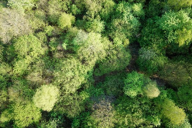 Luftaufnahme. Ein wunderbarer Fruehlingstag im Siegerland. Der Wald zeigt sich bei Siegen in sattem gruen. Die Baumkronen ragen in den Himmel. Fruehling im Siegerland am 02.05.2022 in Siegen Deutschland.