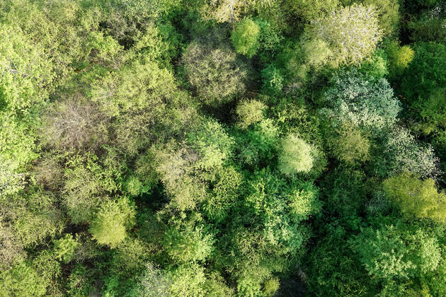 Luftaufnahme. Ein wunderbarer Fruehlingstag im Siegerland. Der Wald zeigt sich bei Siegen in sattem gruen. Die Baumkronen ragen in den Himmel. Fruehling im Siegerland am 02.05.2022 in Siegen Deutschland.