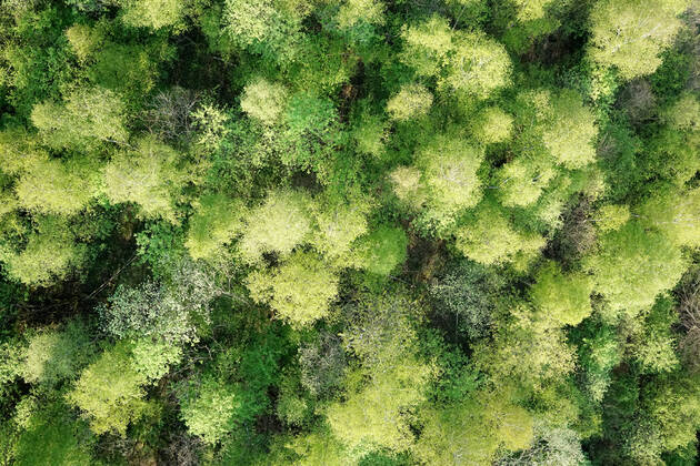 Luftaufnahme. Ein wunderbarer Fruehlingstag im Siegerland. Der Wald zeigt sich bei Siegen in sattem gruen. Die Baumkronen ragen in den Himmel. Fruehling im Siegerland am 02.05.2022 in Siegen Deutschland.