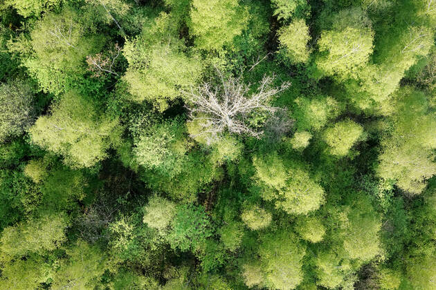 Luftaufnahme. Ein wunderbarer Fruehlingstag im Siegerland. Der Wald zeigt sich bei Siegen in sattem gruen. Ein Baum zeigt sicht ohne Blaetter. Die Baumkronen ragen in den Himmel. Fruehling im Siegerland am 02.05.2022 in Siegen Deutschland.