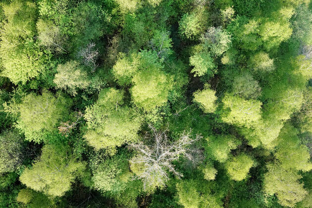 Luftaufnahme. Ein wunderbarer Fruehlingstag im Siegerland. Der Wald zeigt sich bei Siegen in sattem gruen. Ein Baum zeigt sicht ohne Blaetter. Die Baumkronen ragen in den Himmel. Fruehling im Siegerland am 02.05.2022 in Siegen Deutschland.