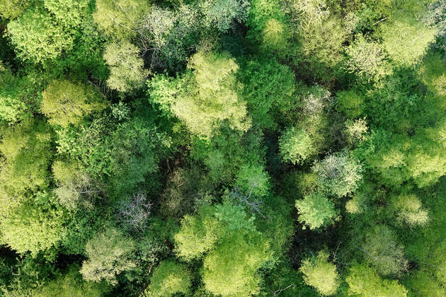Luftaufnahme. Ein wunderbarer Fruehlingstag im Siegerland. Der Wald zeigt sich bei Siegen in sattem gruen. Die Baumkronen ragen in den Himmel. Fruehling im Siegerland am 02.05.2022 in Siegen Deutschland.