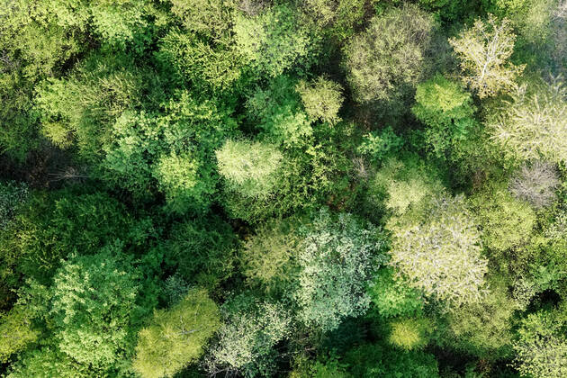Luftaufnahme. Ein wunderbarer Fruehlingstag im Siegerland. Der Wald zeigt sich bei Siegen in sattem gruen. Die Baumkronen ragen in den Himmel. Fruehling im Siegerland am 02.05.2022 in Siegen Deutschland.