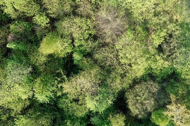 Luftaufnahme. Ein wunderbarer Fruehlingstag im Siegerland. Der Wald zeigt sich bei Siegen in sattem gruen. Die Baumkronen ragen in den Himmel. Fruehling im Siegerland am 02.05.2022 in Siegen Deutschland.