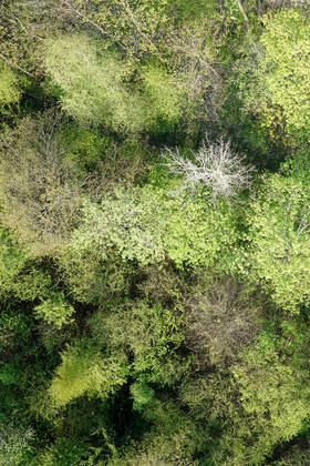 Luftaufnahme. Ein wunderbarer Fruehlingstag im Siegerland. Der Wald zeigt sich bei Siegen in sattem gruen. Die Baumkronen ragen in den Himmel. Fruehling im Siegerland am 02.05.2022 in Siegen Deutschland.
