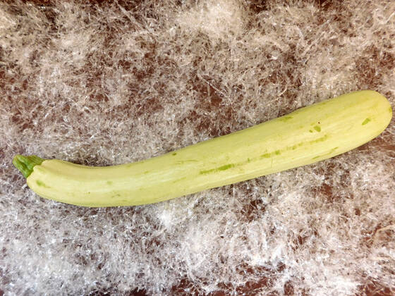 zucchini , 26232890.jpg, italian, vegan, eating, produce, raw, courgette, ingredient, top view, overhead, food, market, autumn, fresh, veggies, pumpkin, garden, farmer, background, healthy, wooden, green, harvest, summer, agriculture, eco, supermarket, local, vegetables, seasonal, bio, zucchini, rustic, squash, wood, diet, organic, table, farm, vegetarian, fall, farming, above, basket,